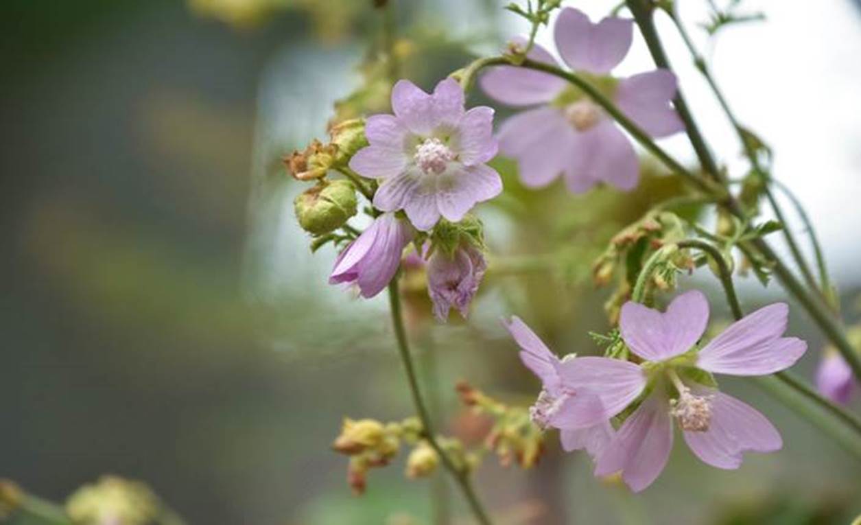 7月に咲く花の1 千葉市観光協会公式サイト 千葉市観光ガイド