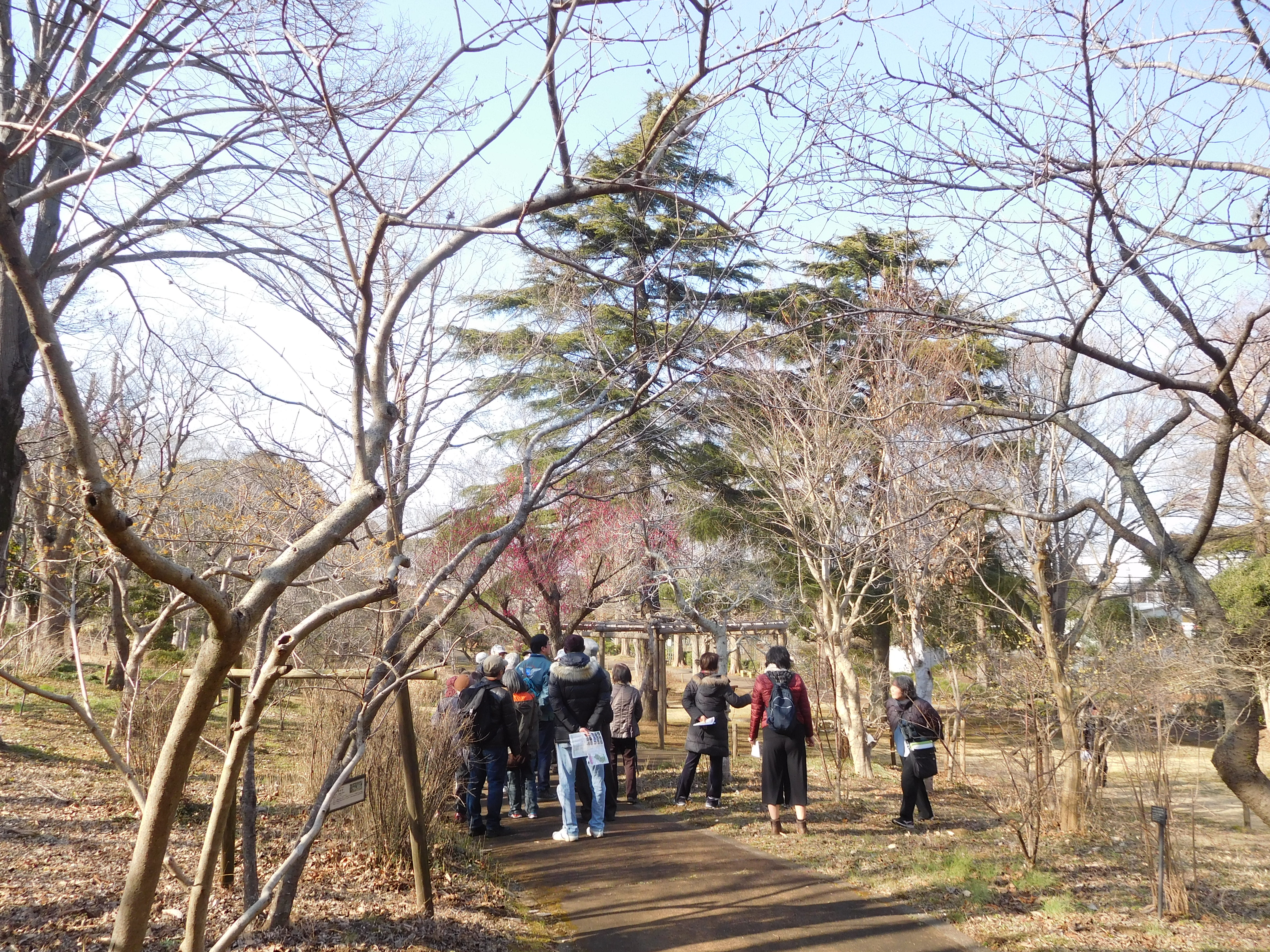 園内ガイドツアー 千葉市都市緑化植物園 2 15 土 3 21 土 千葉市観光協会公式サイト 千葉市観光ガイド