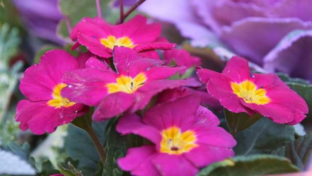 2月に咲く花の1 千葉市観光協会公式サイト 千葉市観光ガイド