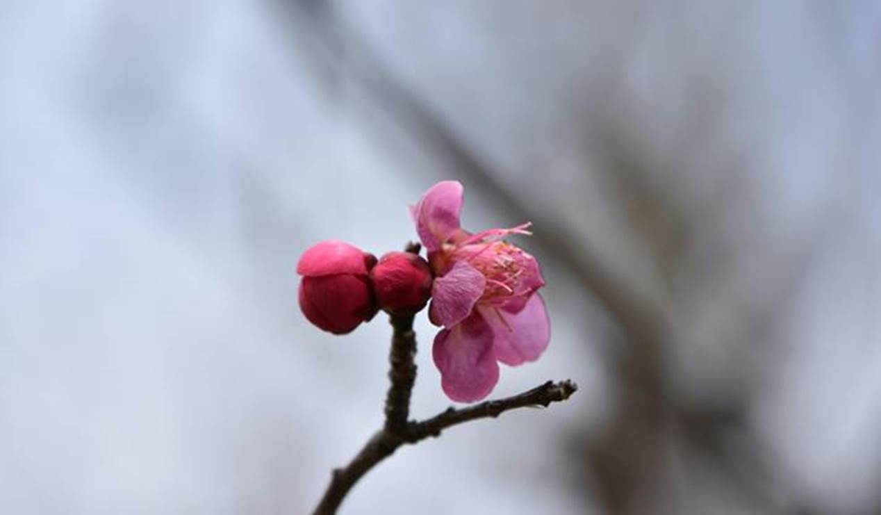 2月に咲く花の2 千葉市観光協会公式サイト 千葉市観光ガイド