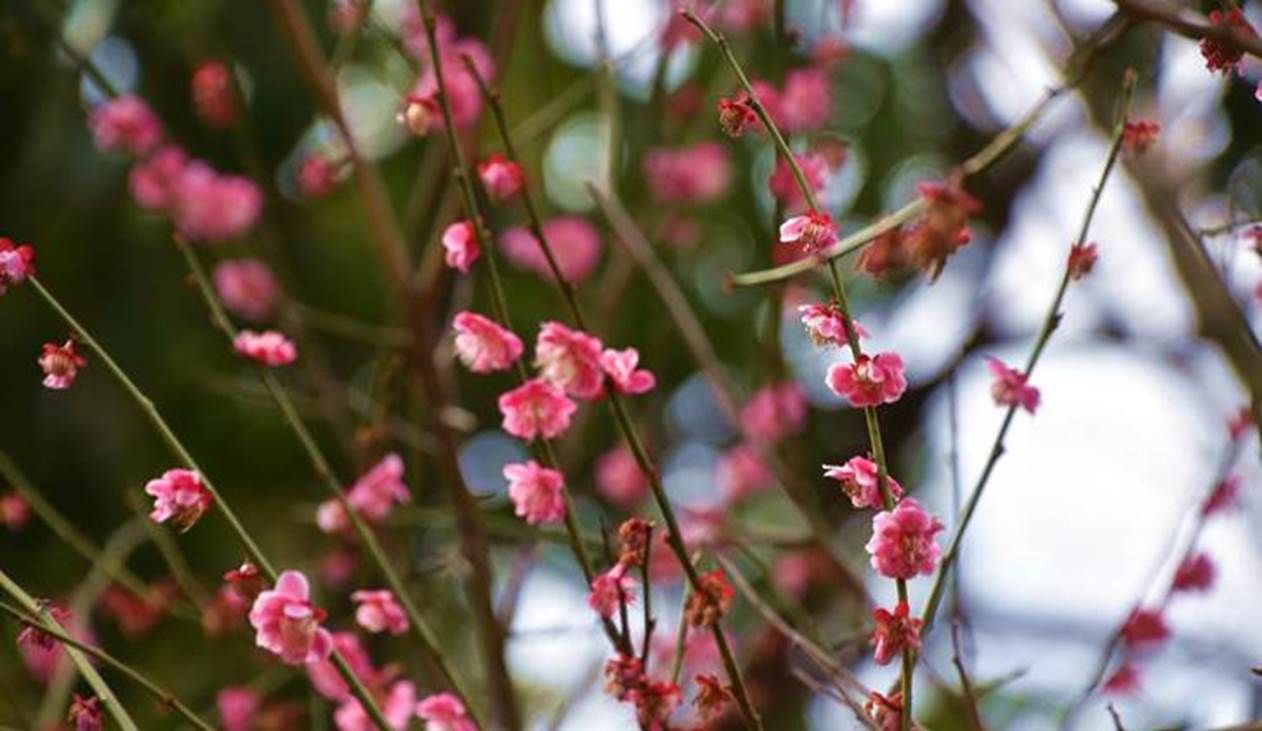 3月に咲く花の2 千葉市観光協会公式サイト 千葉市観光ガイド