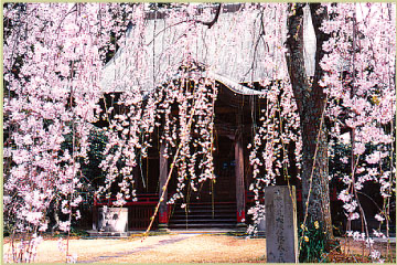 毎日更新 桜スポット開花速報スタート 千葉市観光協会公式サイト 千葉市観光ガイド
