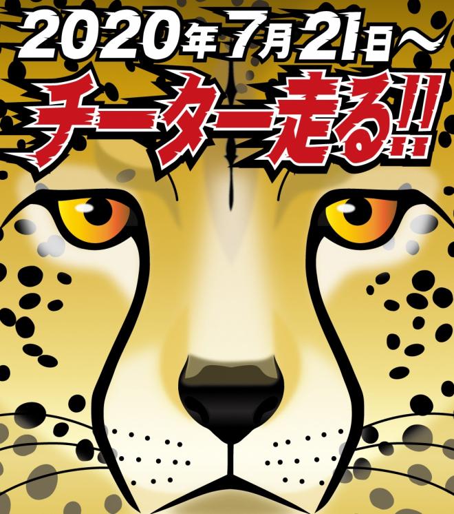 7 21 火曜 チーター ブチハイエナ展示場がオープン 千葉市動物公園 千葉市観光協会公式サイト 千葉市観光ガイド